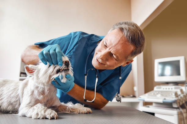 Best Same-Day Emergency Dental Services in Hendersonville, NC